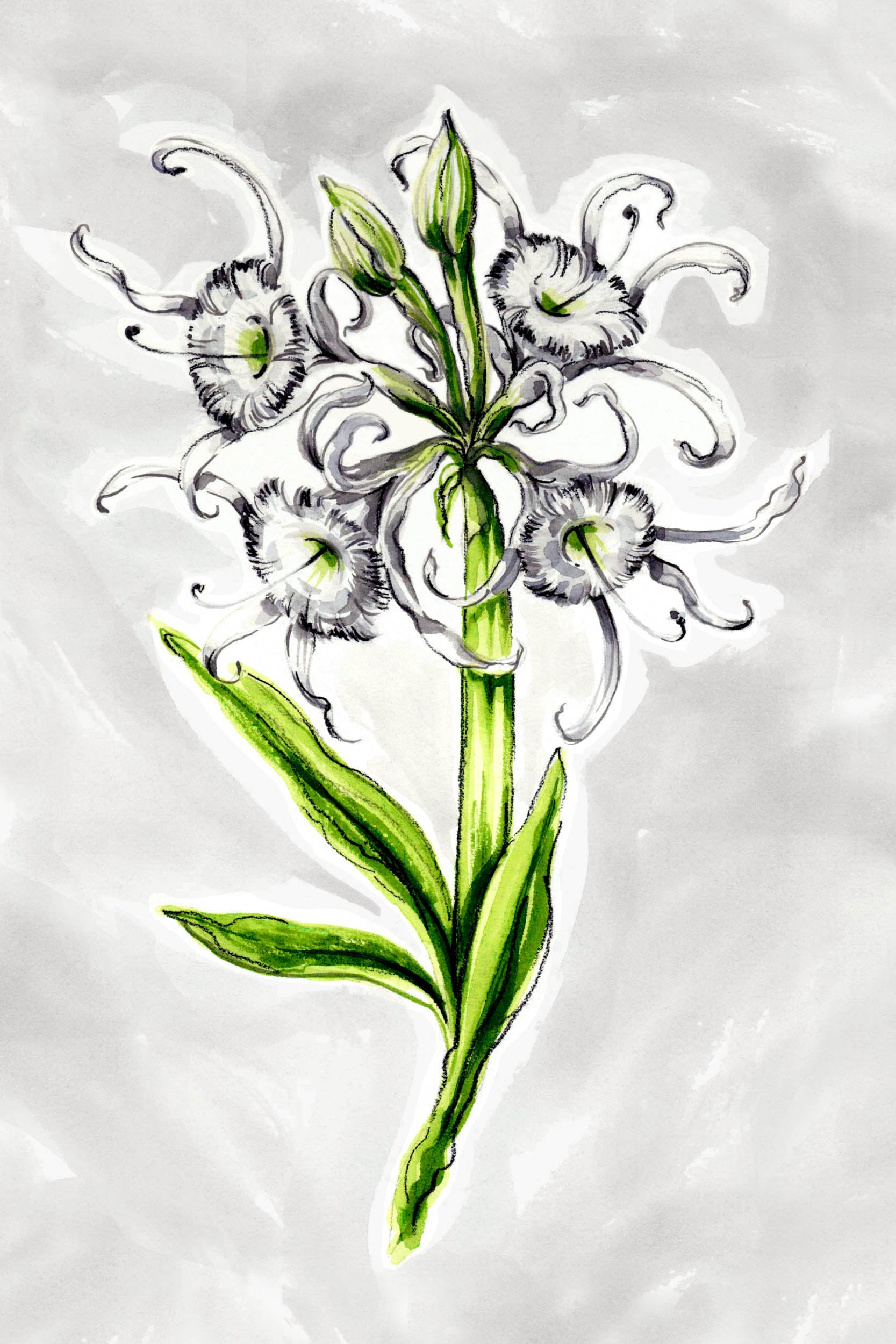 spider lily watercolor FLORA