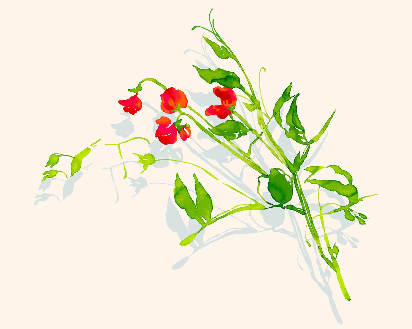 SUNLIT GARDEN - Sweet Peas 1