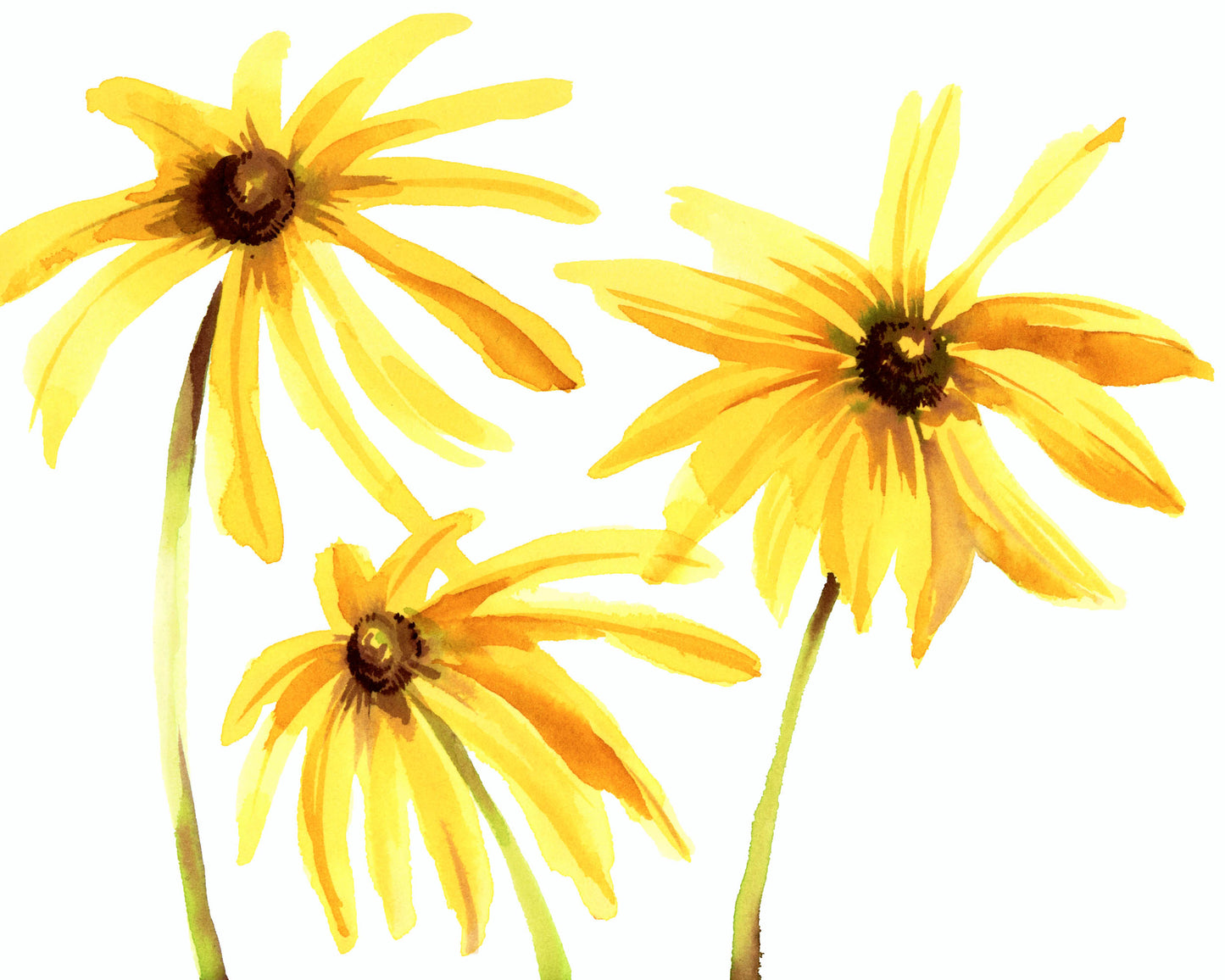 Black-Eyed Susans