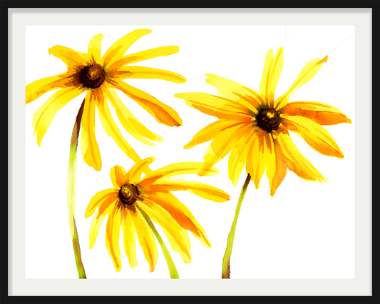 Black-Eyed Susans