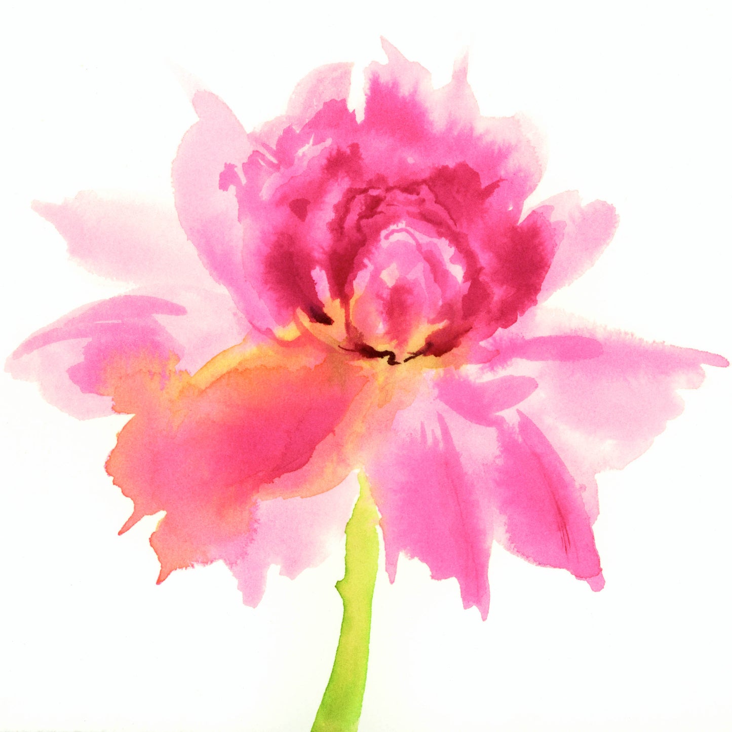 PEONY - Shades of Pink