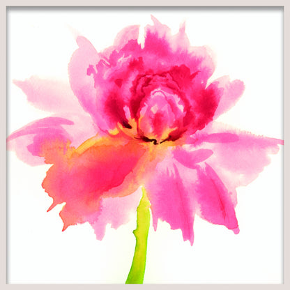 PEONY - Shades of Pink