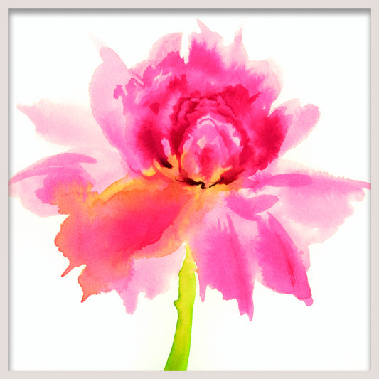 PEONY - Shades of Pink