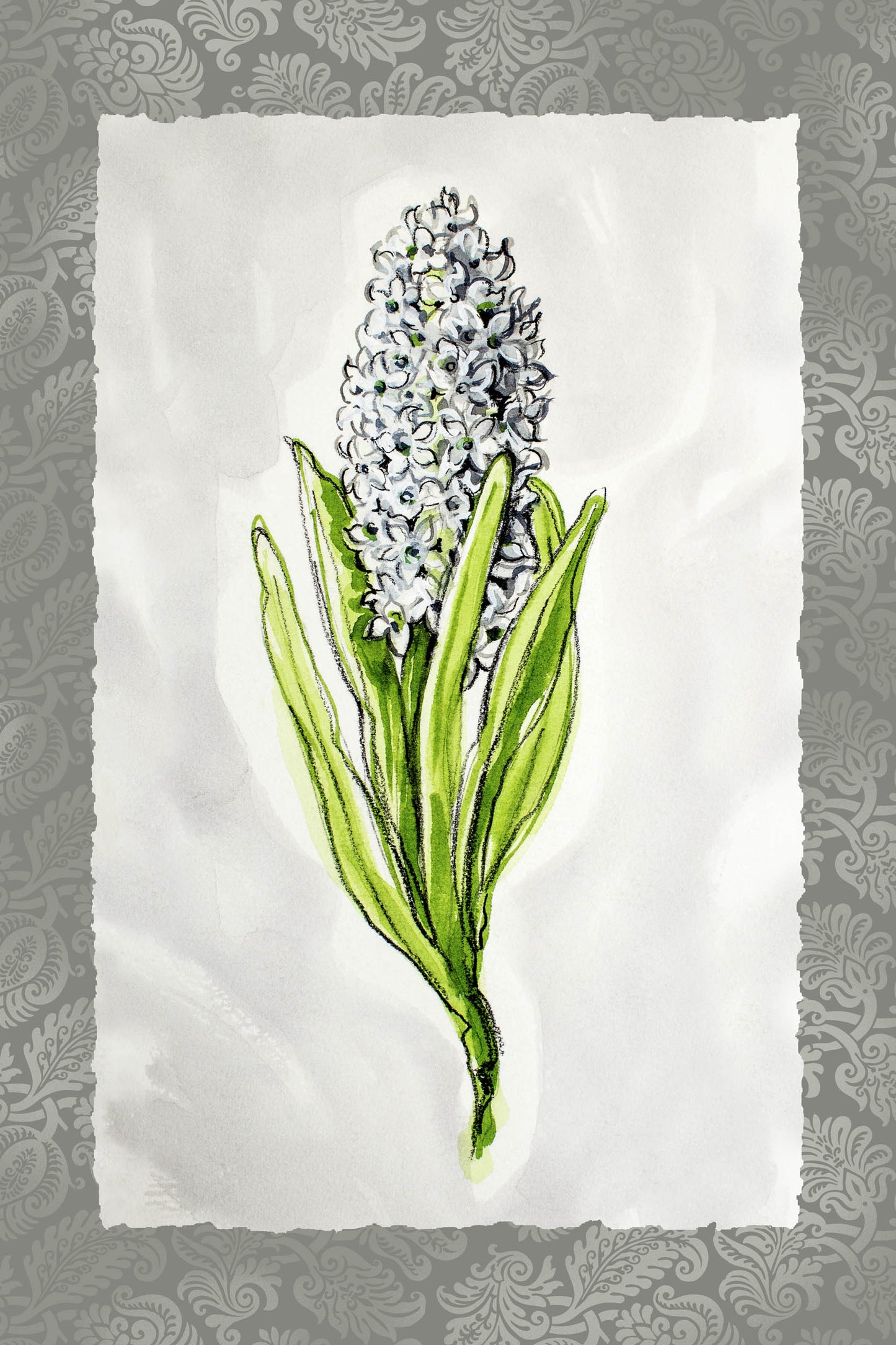 FLORA - Hyacinth