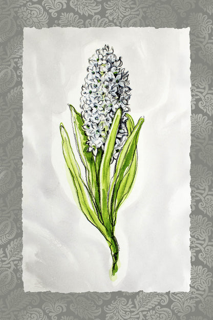 FLORA - Hyacinth