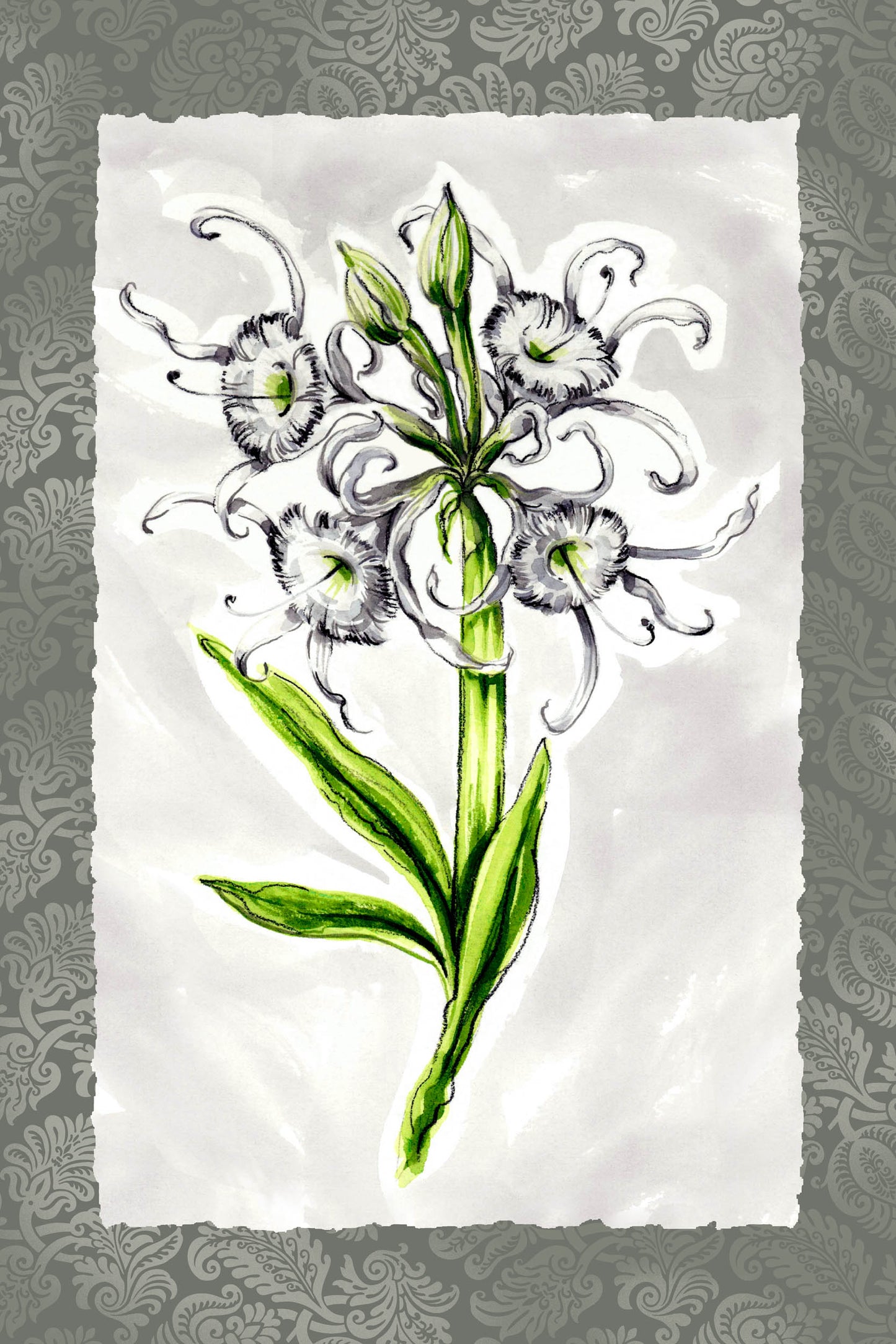 FLORA - Spider Lily