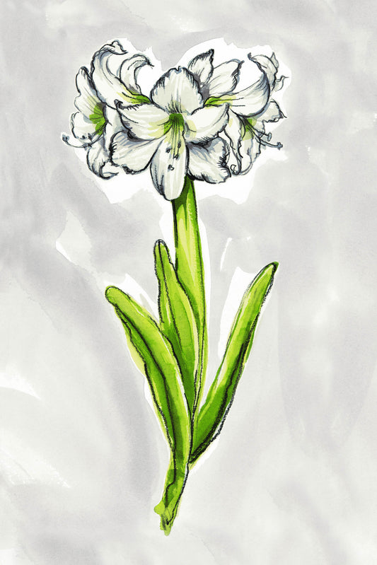 FLORA - Amaryllis