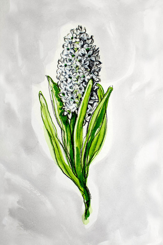 FLORA - Hyacinth
