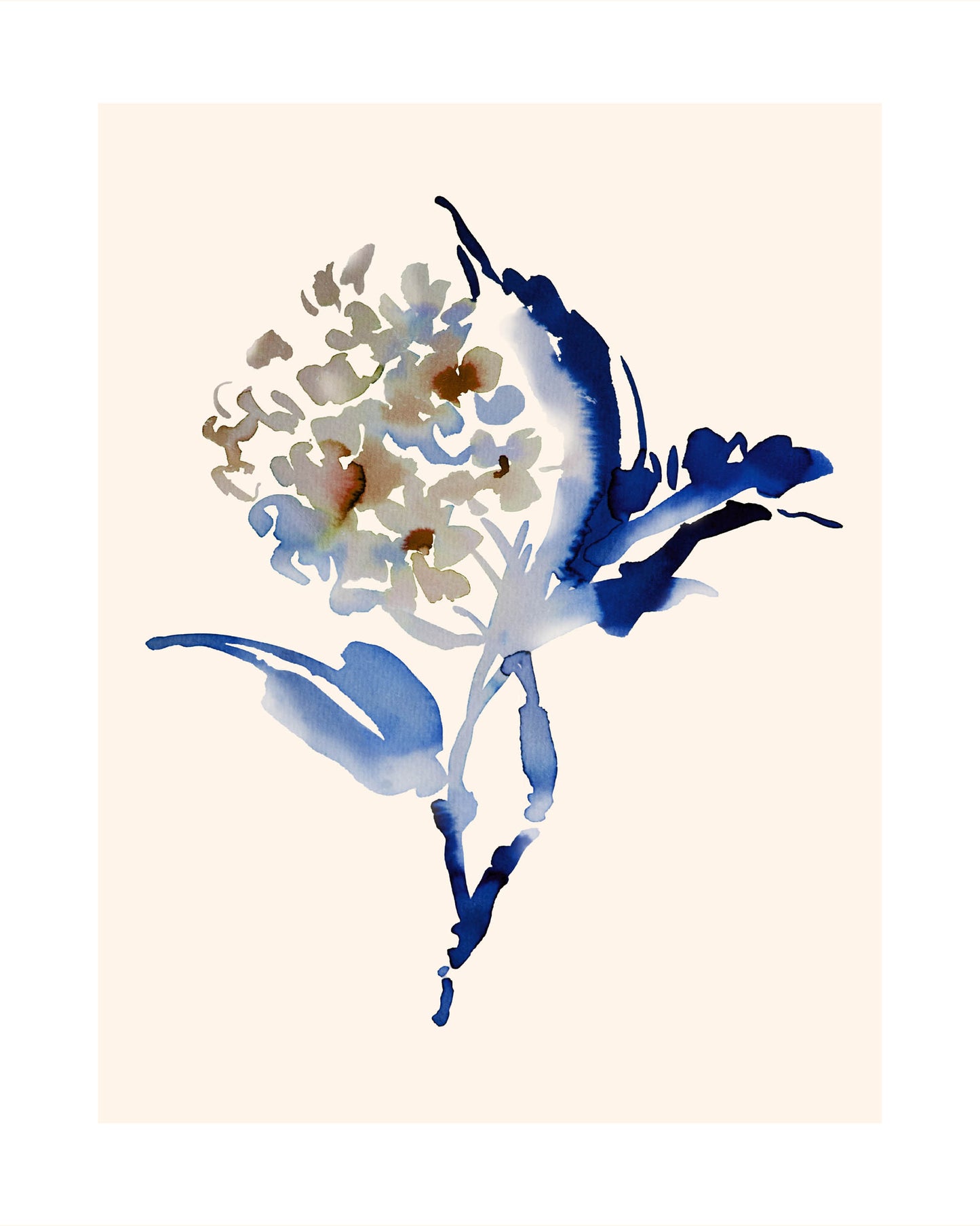Hydrangea