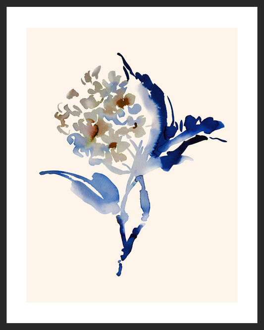 Hydrangea