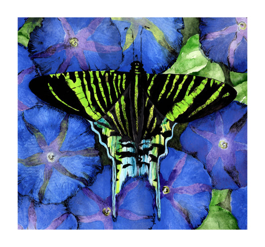 BUTTERFLY AND MORNING GLORIES